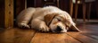 © AkuAku - Adorable young canine peacefully napping on the polished wooden floor of a cozy home