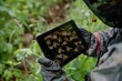 Beekeeper using modern technology, like a digital tablet, to track hive health and productivity.