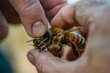 Focused on a beekeeper's careful hand removing a varroa mite from a bee, a moment of delicate care.