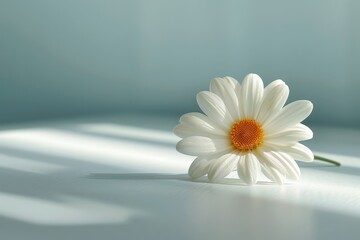 Wall Mural - A single Daisy petals on a clean white table in natural light, minimalist composition, Generative AI