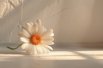 Wall Mural - A single Daisy petals on a clean white table in natural light, minimalist composition, Generative AI