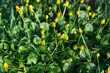Ficaria verna , lesser celandine  yellow flowers closeup selective focus
