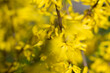 Forsythia yellow flowers closeup selective focus
