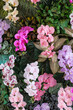 imitation flower,Colorful artificial orchids in the garden. Beautiful flowers background.