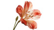 An open Alstroemeria flower with delicate pink and white petals.