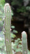 Cactus Canyons Lago Furnas Minas Gerais Drone Paisagem Natureza Rochas Rochedo Viagem Turismo Aventura Viajar Explore Destinos Barcos Geologia Cânion Mirante Desfiladeiro Água Trilhas Montanhas Vista