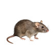 side view of rat on white background
