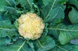 Closeup healthy cauliflower with leaf in the garden. Yellow single cauliflower with leaves agriculture background.