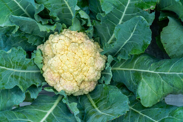 Wall Mural - Closeup healthy cauliflower with leaf in the garden. Yellow single cauliflower with leaves agriculture background.