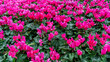 Closeup Cyclamen flower in the garden. Red cyclamen flowers with leaf in the park.