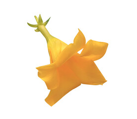 Wall Mural - Yellow elder or Trumpetbush, Trumpetflower or Yellow trumpet-flower or Yellow trumpetbush flower. Close up single yellow flower isolated on transparent background.