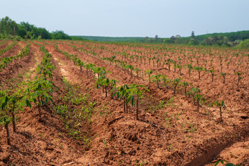 Wall Mural - Cassava farm with blue sky.