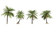 Coconut palm tree on transparency background .