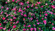New Guinea Impatiens flowers in the garden background. Pink New Guinea Impatiens flowers with green leaf cultivation