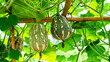 Green butternut squash hanging on bamboo arbor in the garden background. Green butternut pumpkin growing at farm.