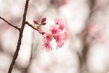 Wall Mural - Phaya suae flower or sakura flower in Thailand