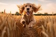 A golden retriever dog runs through a wheat field.
