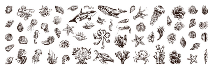 Hand-drawn undersea Animals, creatures set. Vector outline style illustration. Vintage sketch engraving illustration isolated on white background.