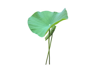 Wall Mural - Isolated waterlily or lotus leaf with clipping paths.	