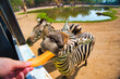 シマウマの餌やり　サファリパーク　カンチャナブリー・タイ　Safari Park at Kanchanaburi, Thailand