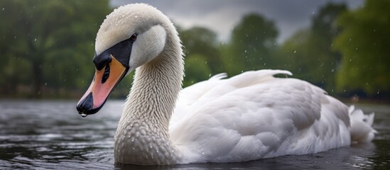 Canvas Print - The elegant and graceful white swan gracefully glides through the clear water of the lake, a serene sight to behold