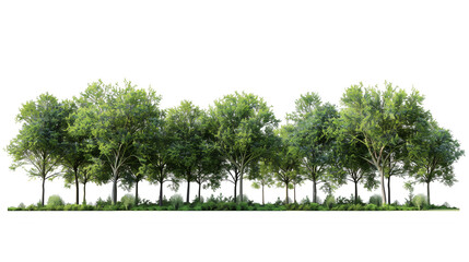 Green trees isolated on white background. Forest and foliage in summer. Row of trees and shrubs, banner design