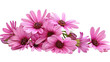Pink flowers, isolated on white background