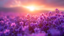   A Field Full Of Purple Flowers With The Sun Setting In The Background Behind Them In The Foreground