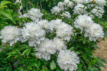 Wall Mural - Big white peony flowers. Decorative white peony flowers blooming in the garden.