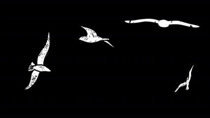 2D animation of seagull birds flying on a transparent background. Scribble doodle hand drawn style. Alpha channel.
