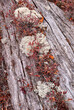516-84 Blueberry & Lichen on a Log