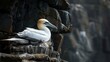 Northern gannet (Morus bassanus), Helgoland island ,Germany. copy space for text.
