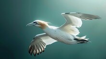 Northern Gannet (Morus Bassanus), Helgoland Island ,Germany. Copy Space For Text.