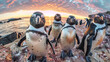 A group of penguins gathered on a dirt field, standing tall and looking around