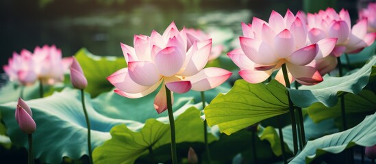 Wall Mural - Beautiful pink lotus flowers with delicate petals and lush green leaves blooming under the warm sunlight on a bright and sunny day, creating a serene and tranquil scene in a pond