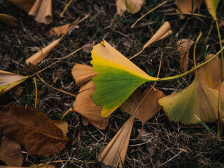 Wall Mural - autumn leaves on the ground