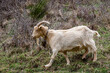Goat with light fur and a cowbell moving through the meadow.