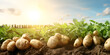 Freshly harvested organic potatoes on the field cropseason farmwork potatoagriculture sunlight background
