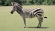 A Zebra In A Safari Park