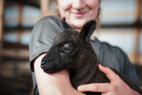Fototapeta Natura - Happy teenage boy holding a black lamb.