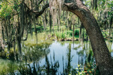 Fototapeta  - Waterfront oak tree with Spanish moss in City Park, New Orleans