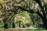 Fototapeta  - Giant oak trees with Spanish moss in City Park, New Orleans