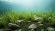 grass and water high definition(hd) photographic creative image