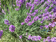 purple flowers of lavender close-up