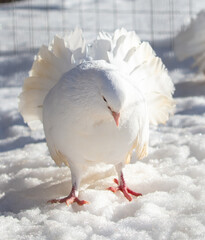 Wall Mural - Portrait of a white dove in the snow in winter