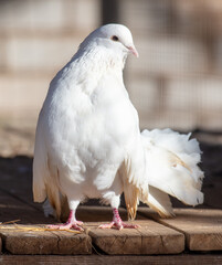 Sticker - Portrait of a white dove on a farm