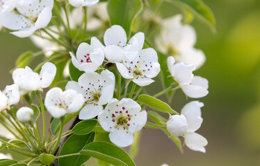 Sticker - Flowers on a pear tree in spring. Close-up