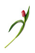 one red tulip isolated, png file
