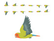 Bird Parrot Lovebird Rosy-faced Flying Animation Sequence Cartoon Vector