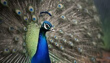 A Peacock With Its Feathers Ruffled By The Rain Upscaled 4 1